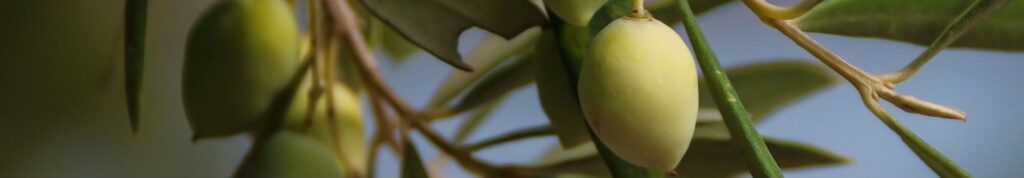 βιώσιμες βιωματικές εκδηλώσεις με την υπογραφή Haqãt events & productions