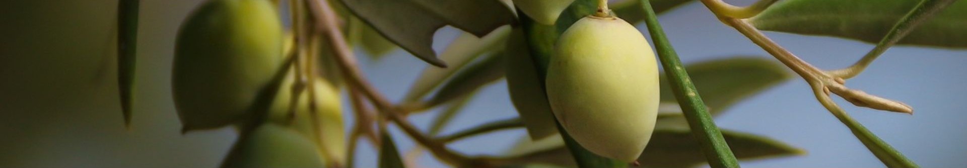 φιλοσοφία της δημιουργικής Haqãt events & productions