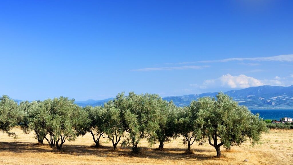 συμβολικές τελετές σε κτήμα με ελαιόδεντρα και θέα στη θάλασσα σε ελληνικό νησί